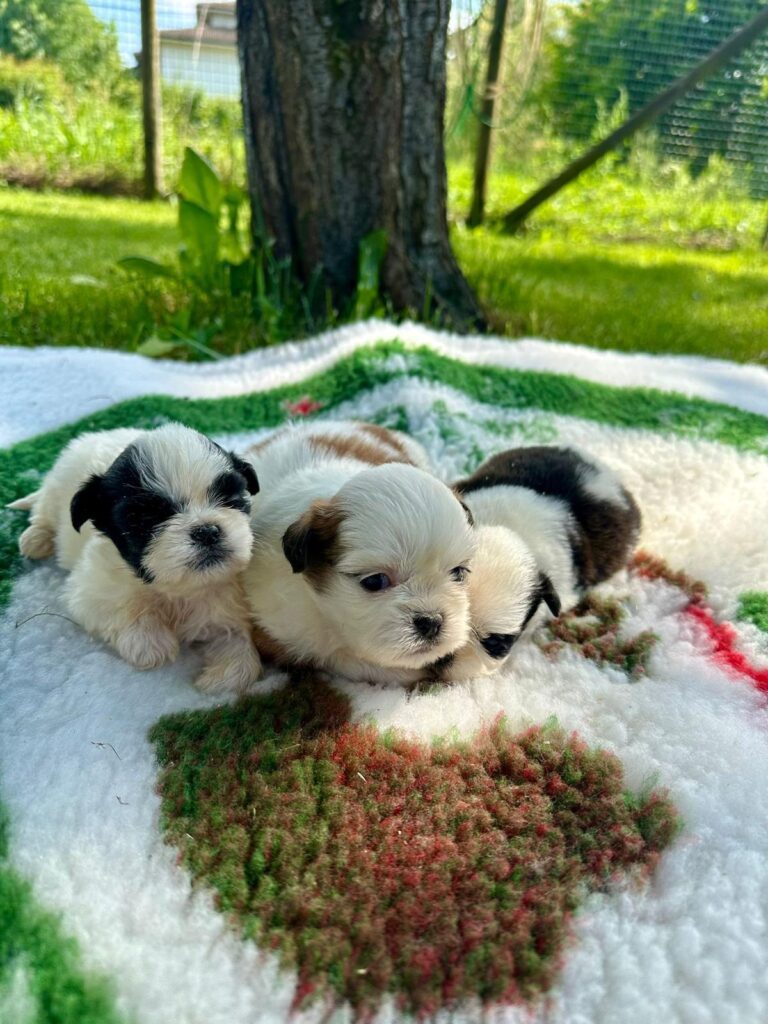 CUCCIOLI DI SHIH-TZU