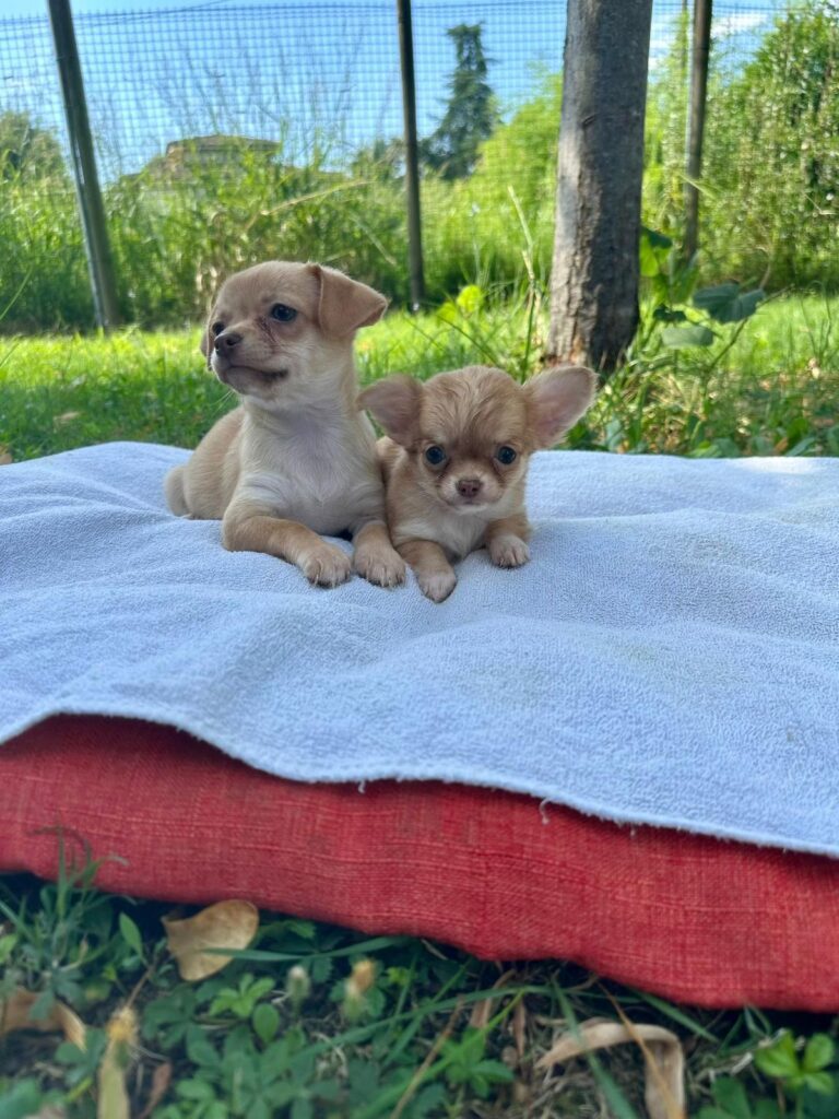 CUCCIOLI DI CHIHUAHUA CON PEDIGREE ENCI