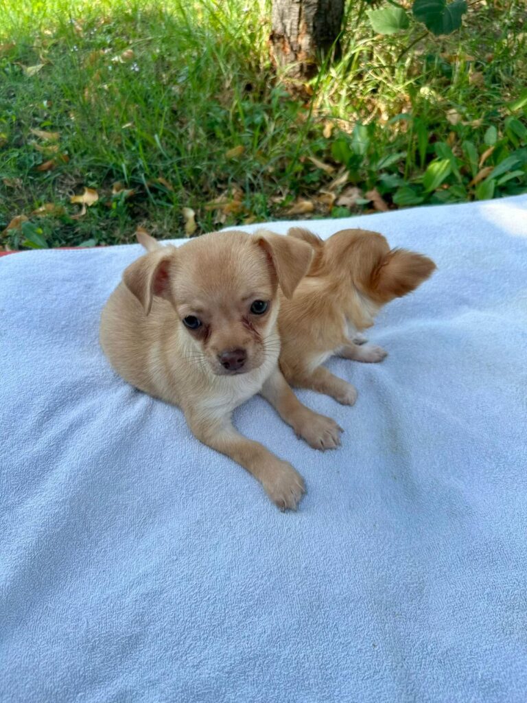 CUCCIOLI DI CHIHUAHUA CON PEDIGREE ENCI