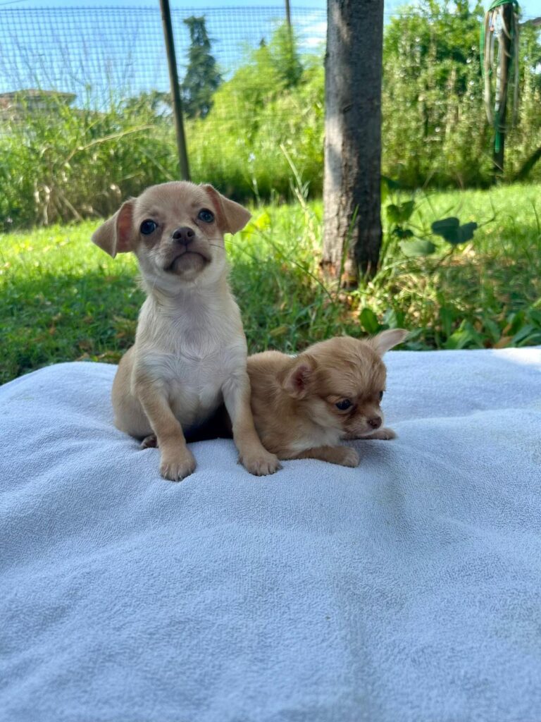 CUCCIOLI DI CHIHUAHUA CON PEDIGREE ENCI