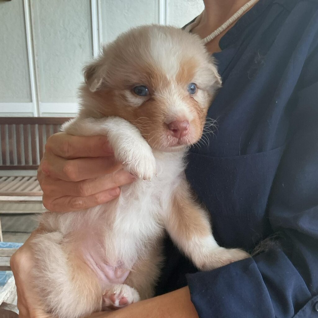 Cuccioli Pastore Australiano con pedigree