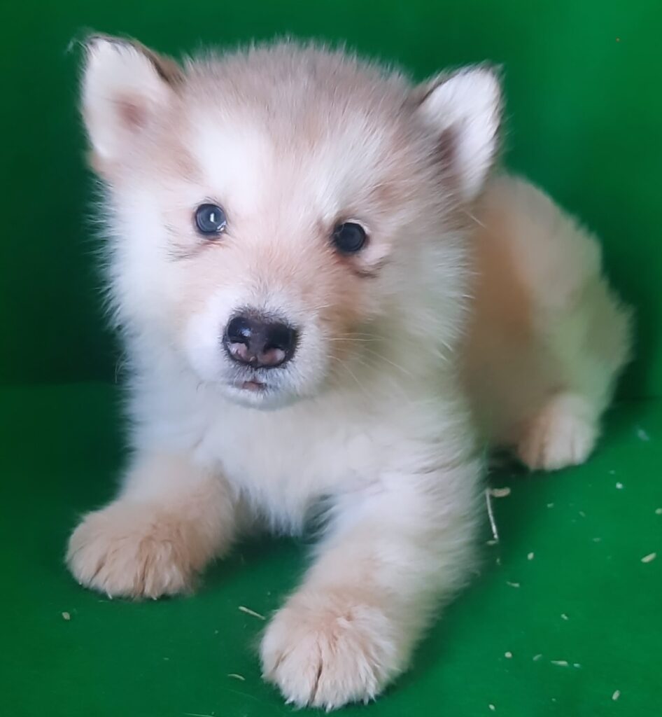Alaskan Malamute cuccioli bianchi