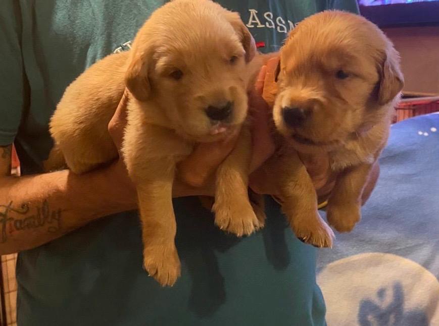 CUCCIOLI GOLDEN RETRIEVER AMERICANI 100%