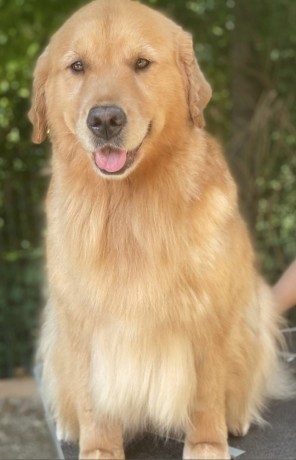 CUCCIOLI GOLDEN RETRIEVER AMERICANI 100%