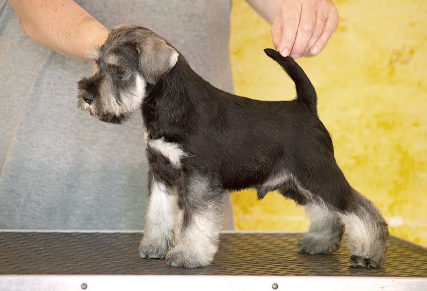 Cuccioli schnauzer nano