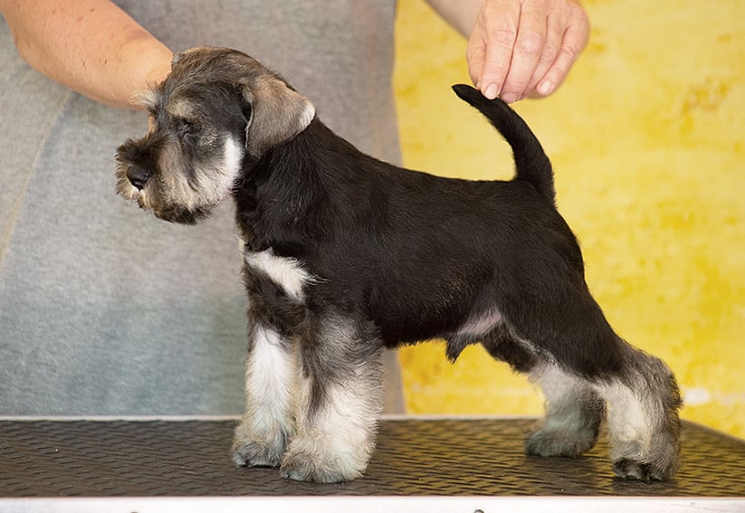 Cuccioli schnauzer nano