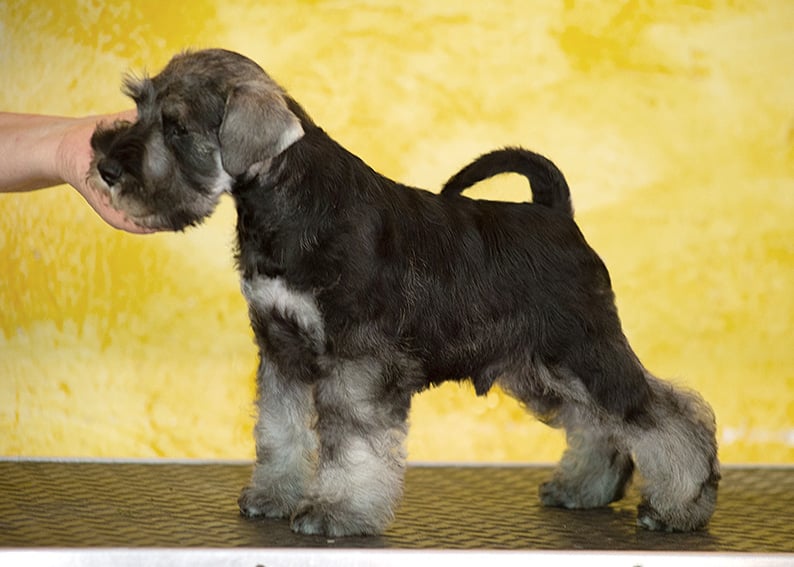 Cuccioli schnauzer nano