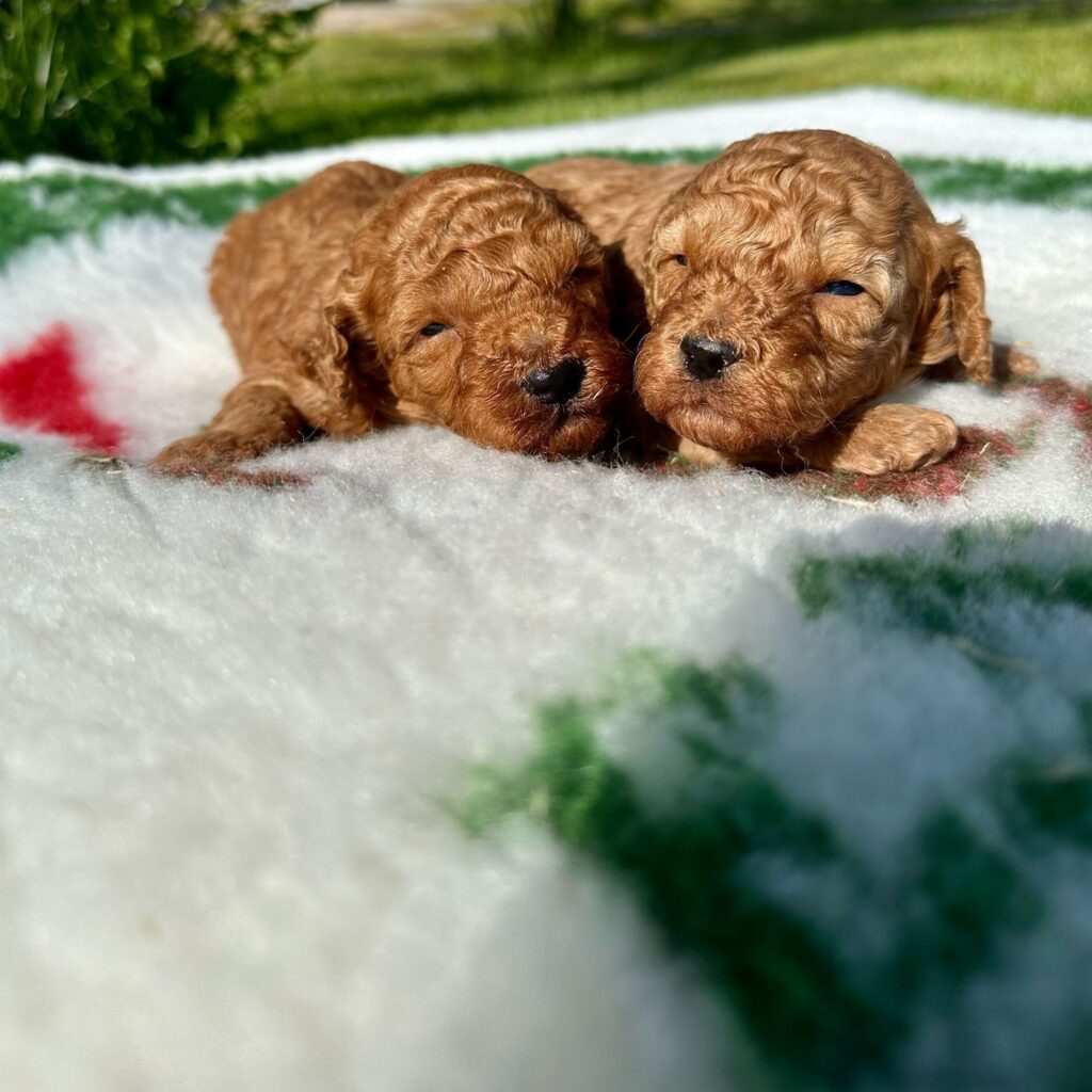 CUCCIOLI DI BARBONCINO NANO CON PEDIGREE ENCI