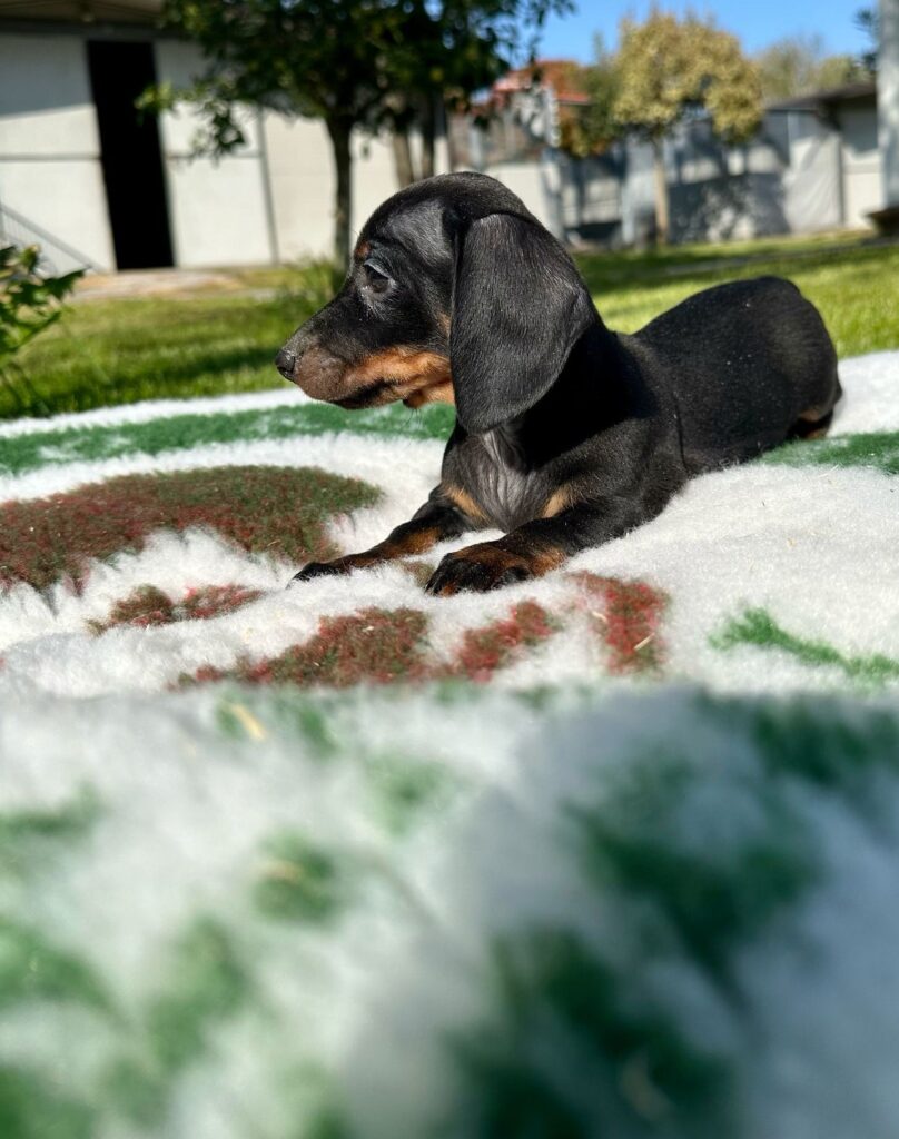 CUCCIOLI DI BASSOTTO TEDESCO NANO