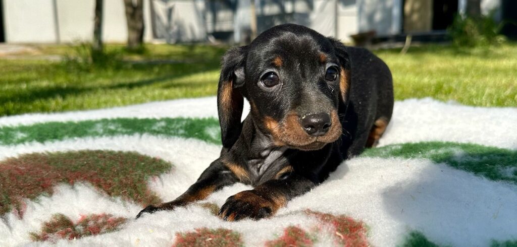 CUCCIOLI DI BASSOTTO TEDESCO NANO