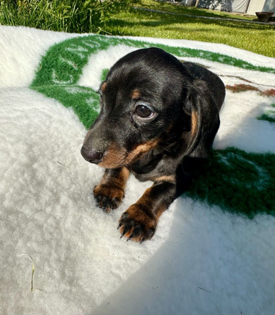 CUCCIOLI DI BASSOTTO TEDESCO NANO