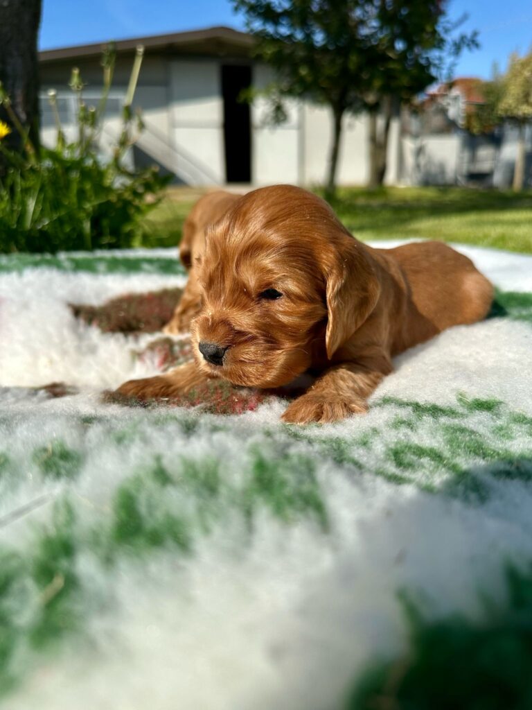 CUCCIOLI DI COCKER SPANIEL INGLESE CON PEDIGREE ENCI