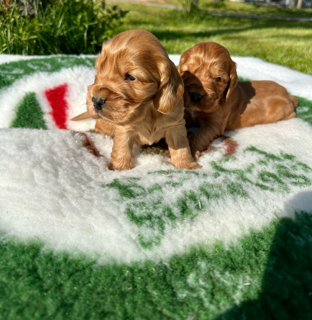 CUCCIOLI DI COCKER SPANIEL INGLESE CON PEDIGREE ENCI