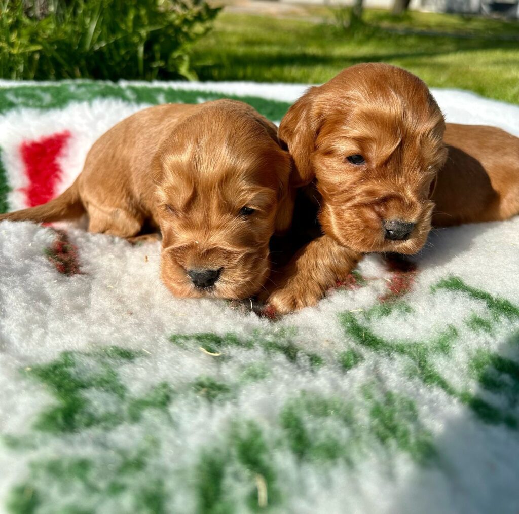 CUCCIOLI DI COCKER SPANIEL INGLESE CON PEDIGREE ENCI