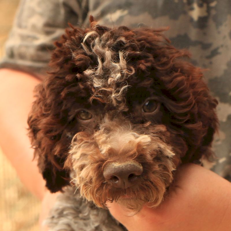 Lagotto romagnolo - cucciolo maschio 1