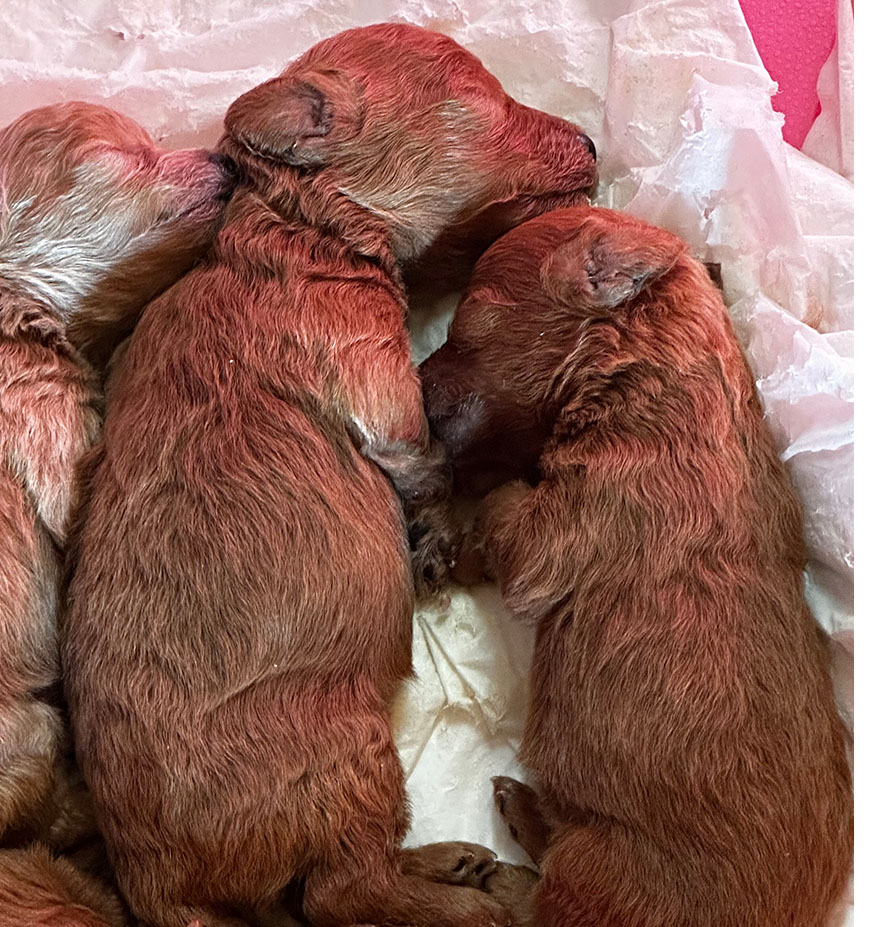 Cuccioli barbone futura taglia piccola color fulvo