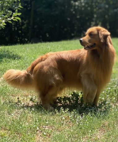 CUCCIOLI GOLDEN RETRIEVER AMERICANI 100%
