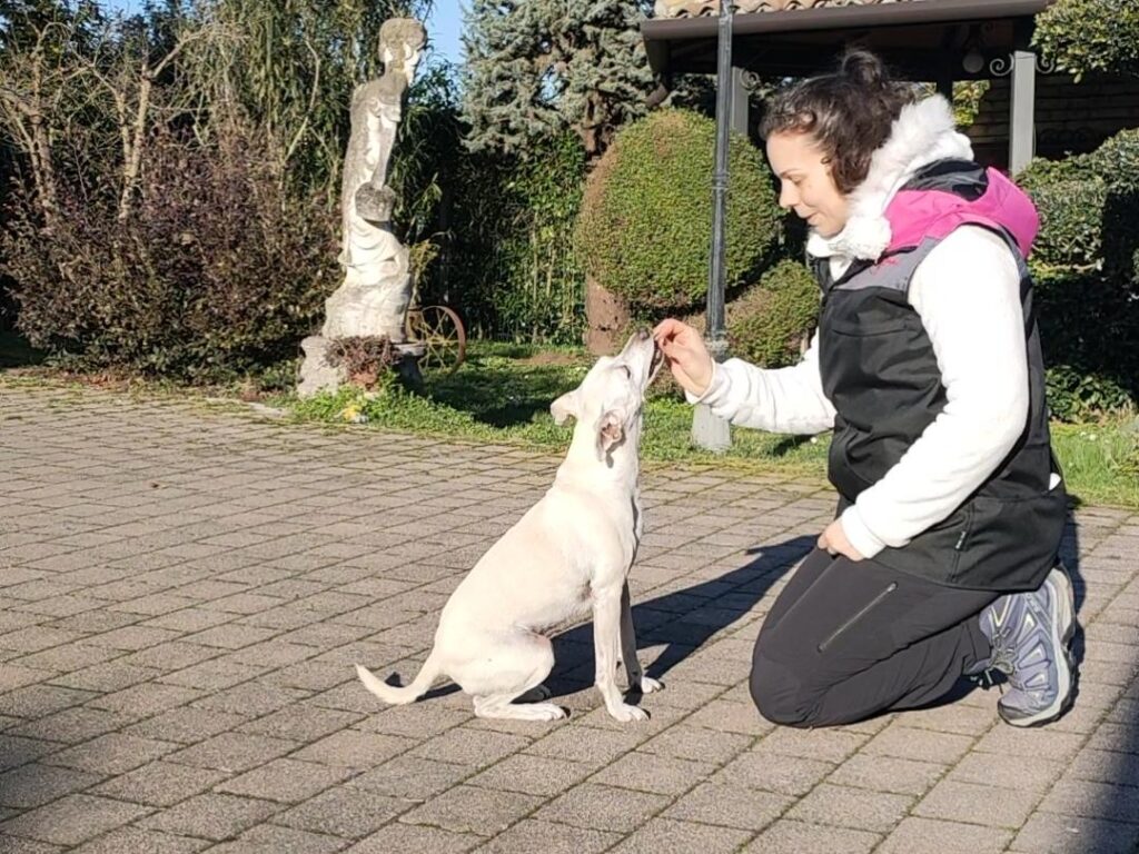 AbilMente - Servizi cinofili