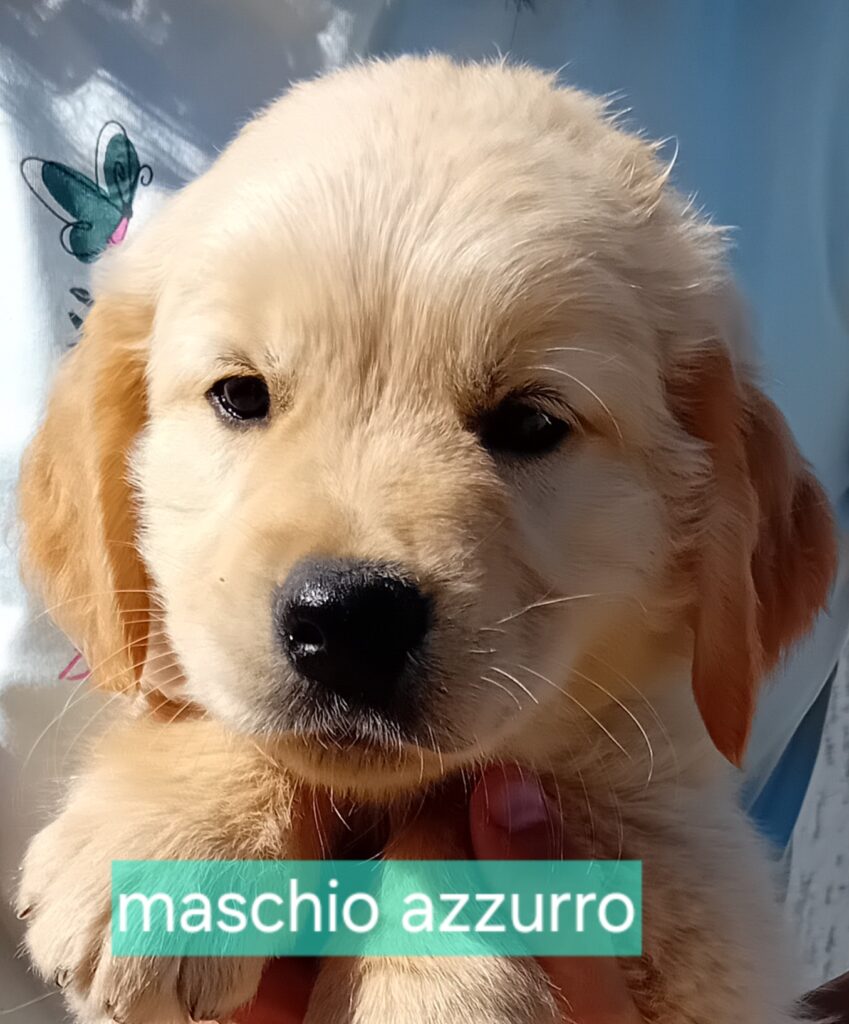 Cuccioli Golden retriever