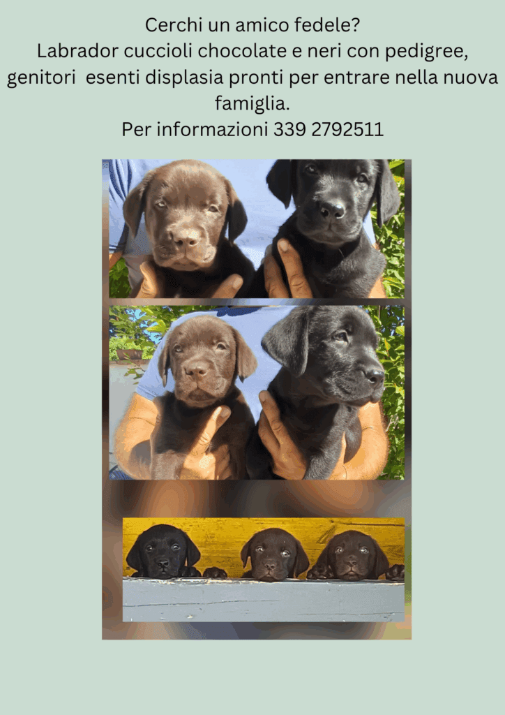 Labrador Retriever cuccioli
