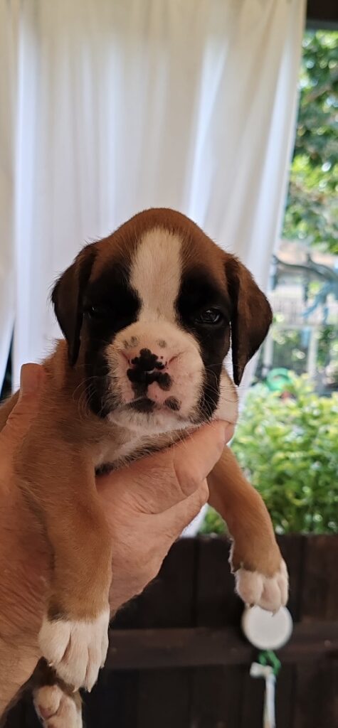 BOXER CUCCIOLI