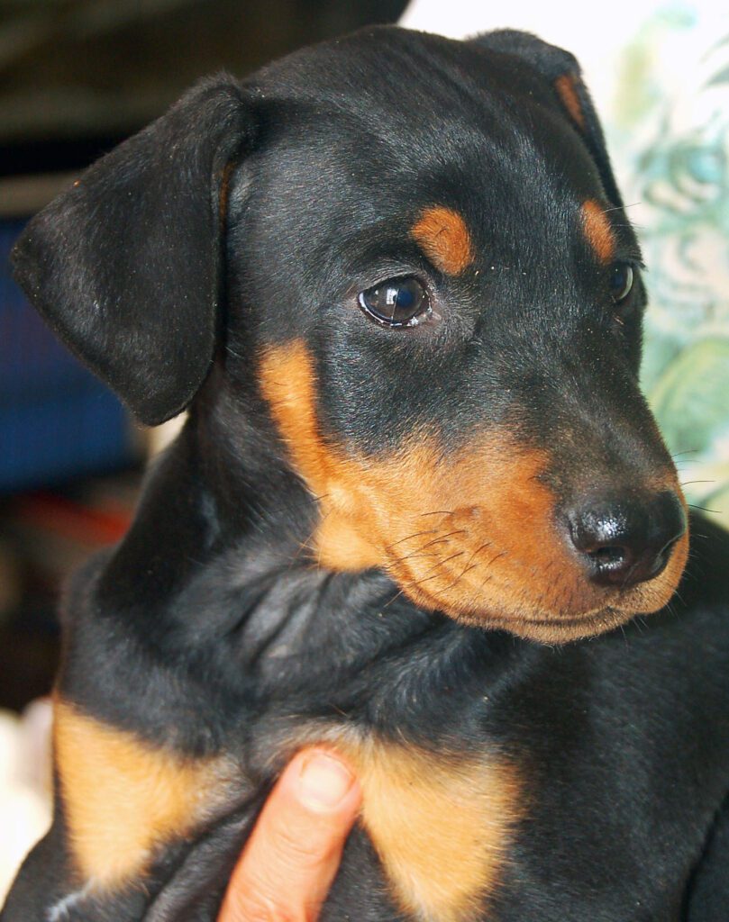 Dobermann cuccioli