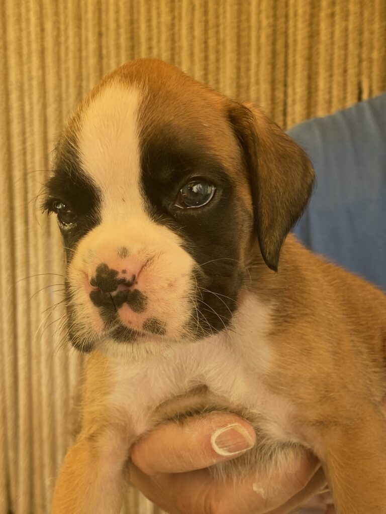 BOXER CUCCIOLI