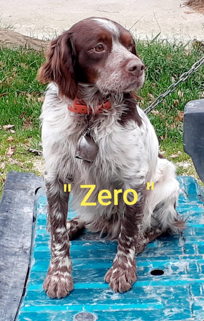 Cuccioli di Epagneul Breton
