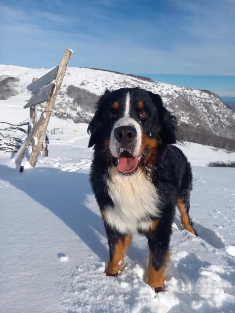 Cuccioli di Bovaro del Bernese