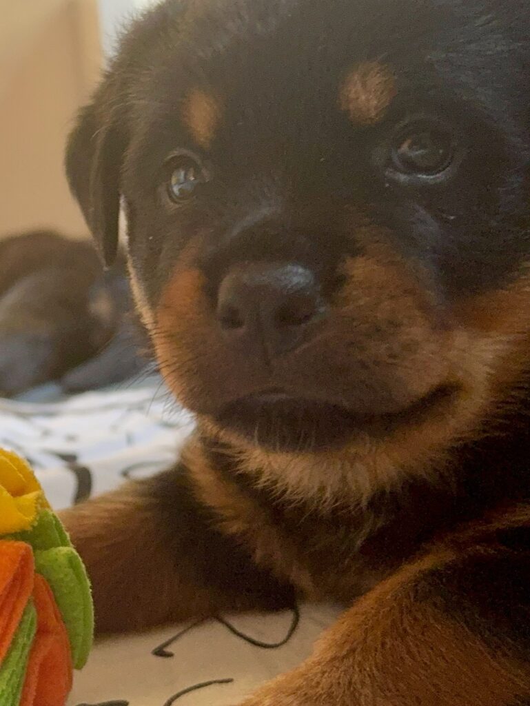 Cuccioli di Rottweiler con Pedigree ENCI – 2F e 3M