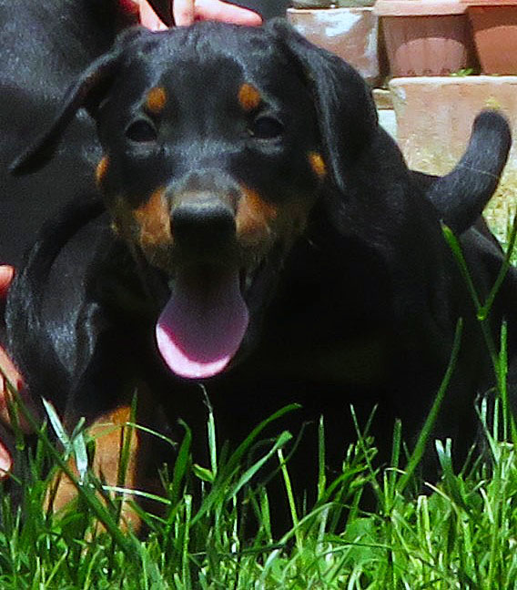 Dobermann cuccioli