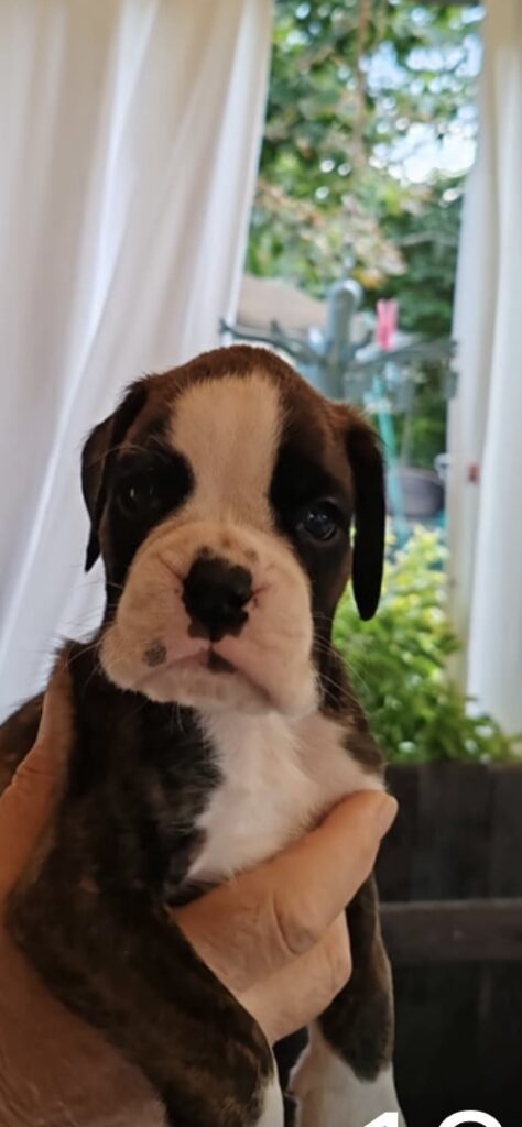 BOXER CUCCIOLI