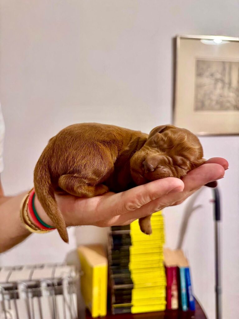 Cuccioli di Setter irlandese