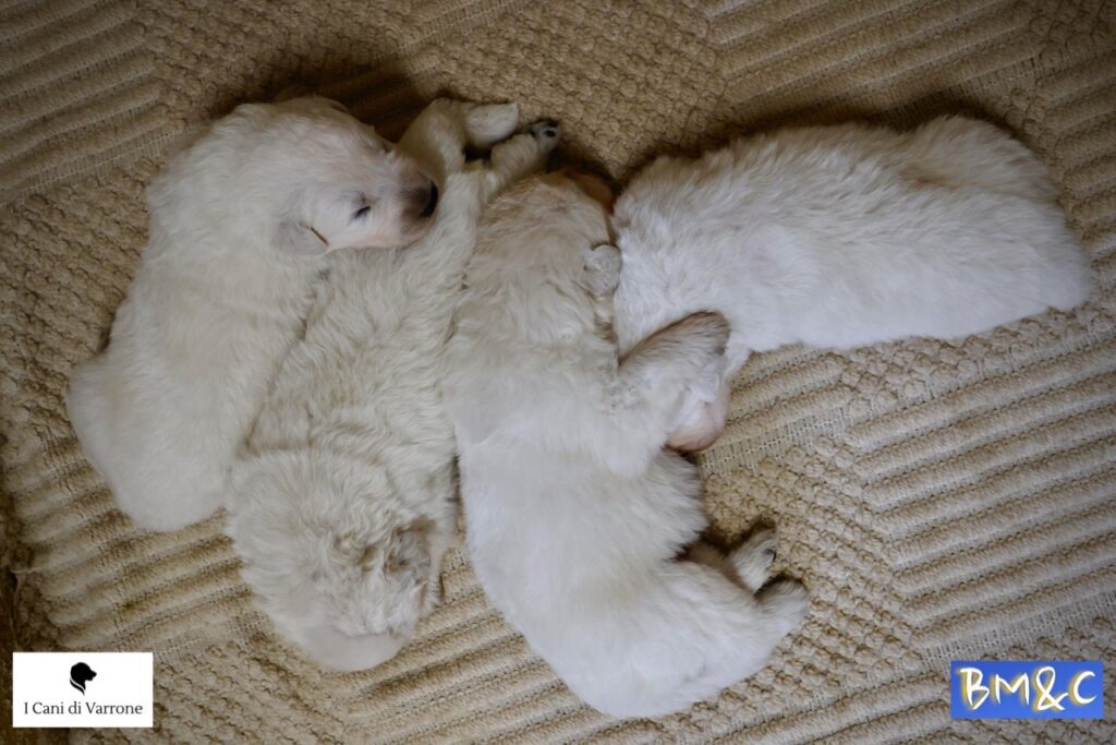 Cucciolata Pastore Maremmano Abruzzese - Pedigree - Allevamento Professionale