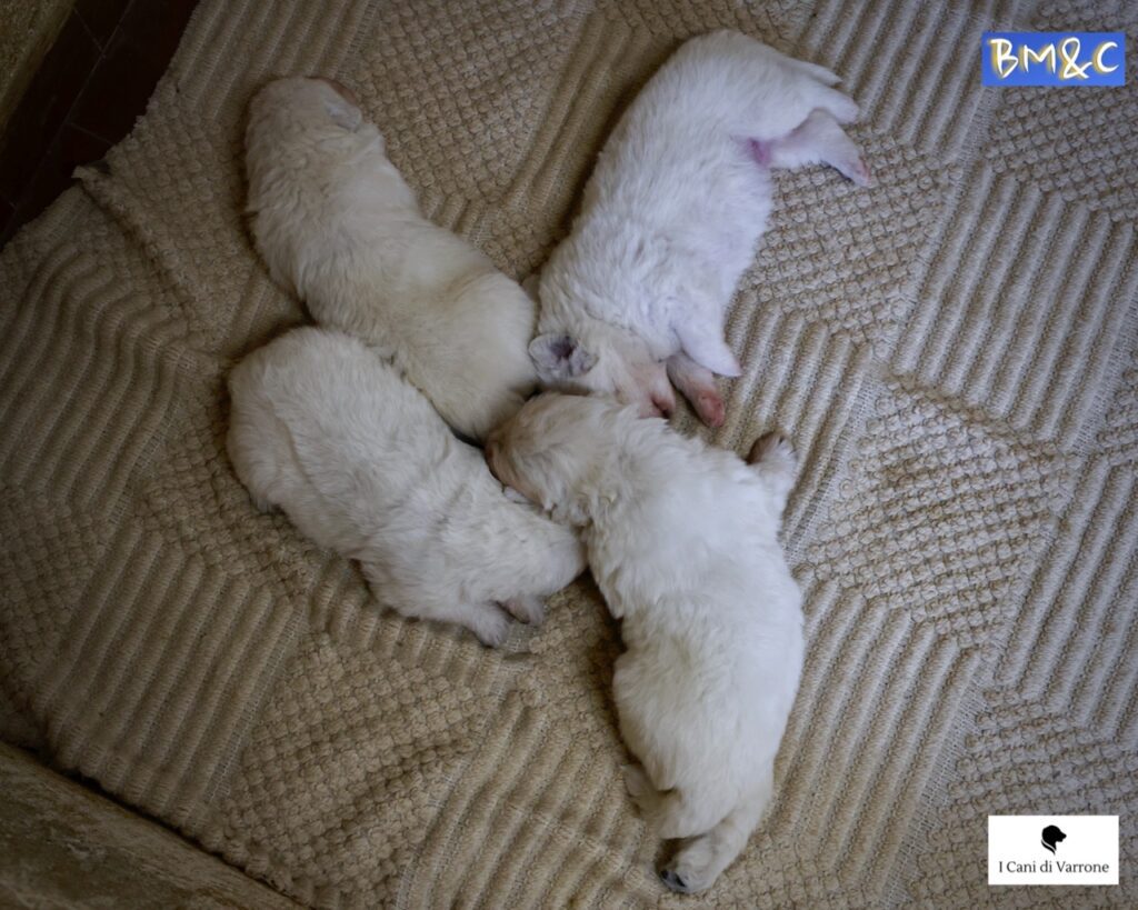 Cucciolata Pastore Maremmano Abruzzese - Pedigree - Allevamento Professionale