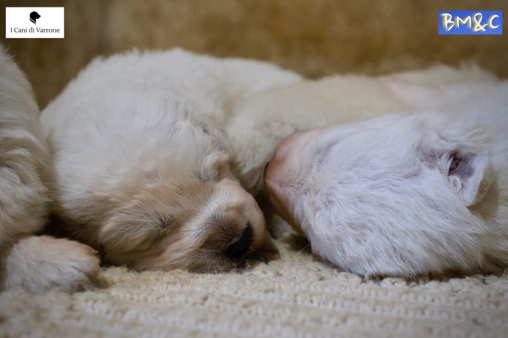 Cucciolata Pastore Maremmano Abruzzese - Pedigree - Allevamento Professionale