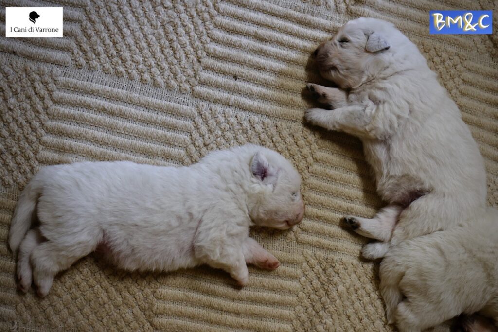 Cucciolata Pastore Maremmano Abruzzese - Pedigree - Allevamento Professionale