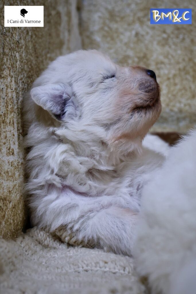 Cucciolata Pastore Maremmano Abruzzese - Pedigree - Allevamento Professionale