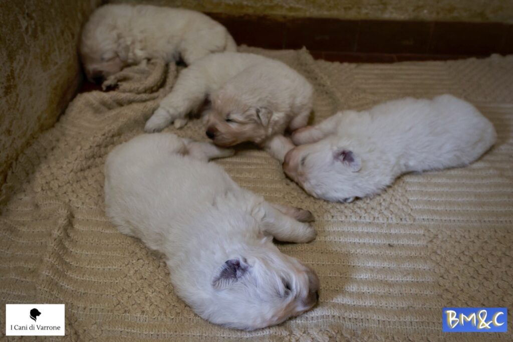 Cucciolata Pastore Maremmano Abruzzese - Pedigree - Allevamento Professionale