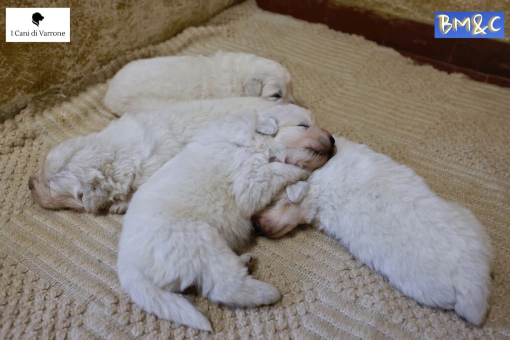 Cucciolata Pastore Maremmano Abruzzese - Pedigree - Allevamento Professionale