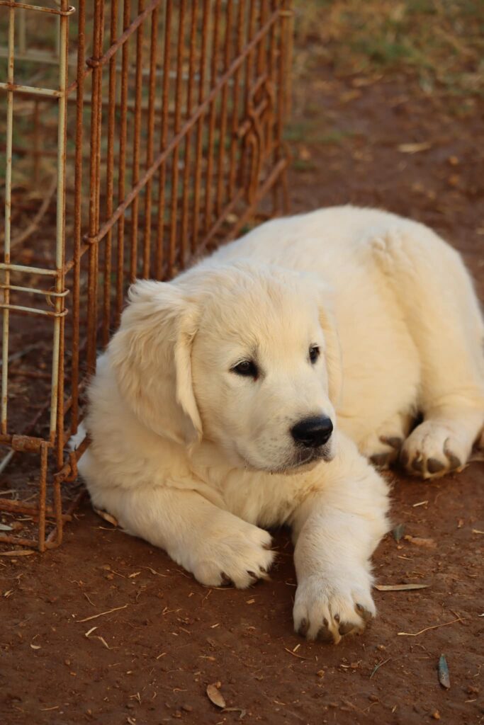 Cuccioli Golden Retriever Palermo Sicilia