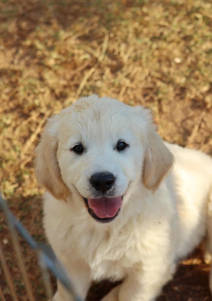Cuccioli Golden Retriever Palermo Sicilia