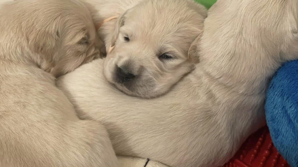 Cuccioli Golden Retriever Palermo Sicilia