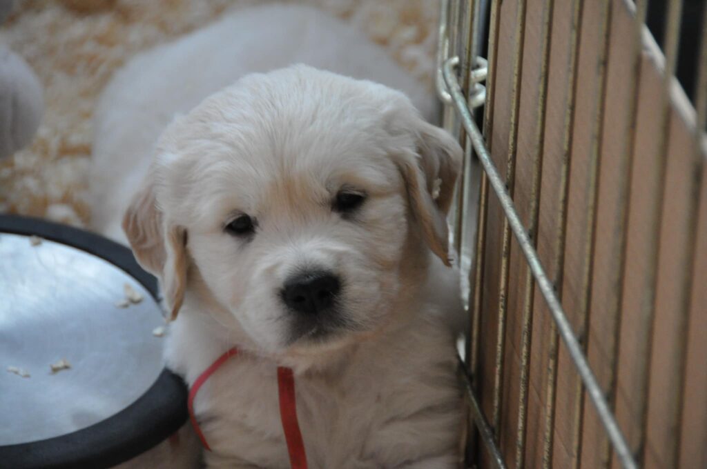 Cuccioli Golden Retriever Palermo Sicilia