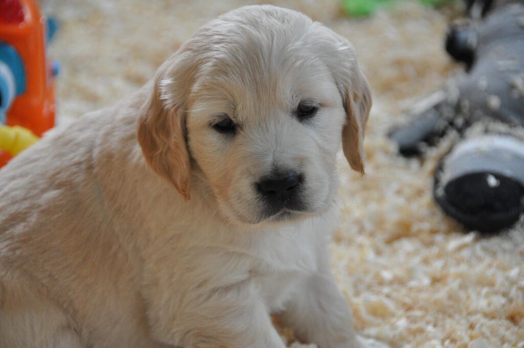 Cuccioli Golden Retriever Palermo Sicilia