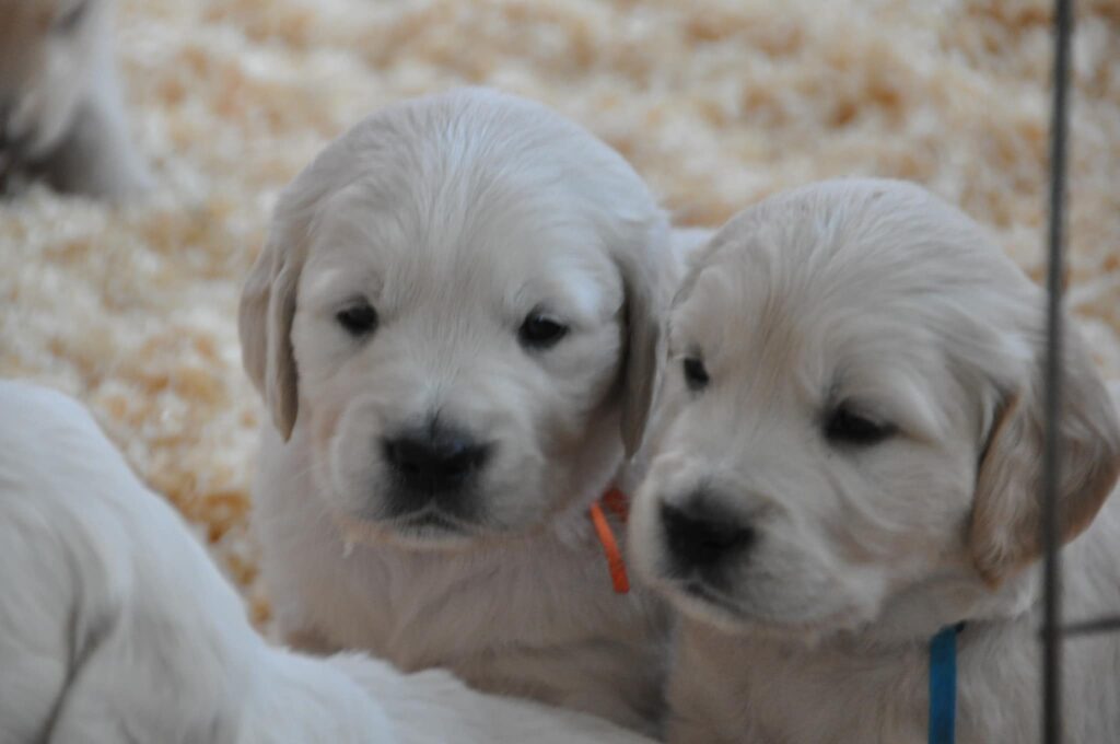 Cuccioli Golden Retriever Palermo Sicilia