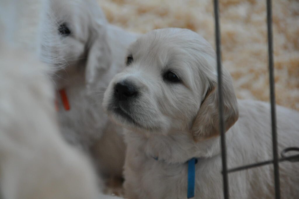 Cuccioli Golden Retriever Palermo Sicilia