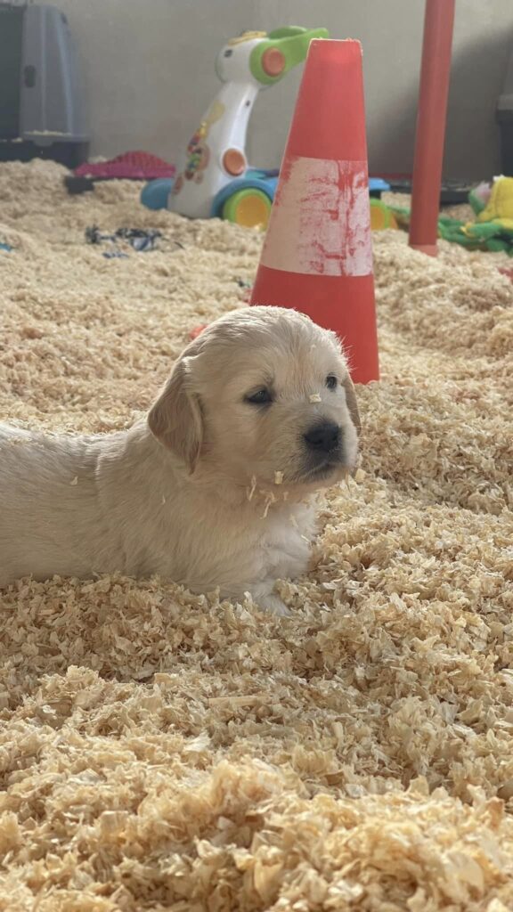 Cuccioli Golden Retriever Palermo Sicilia