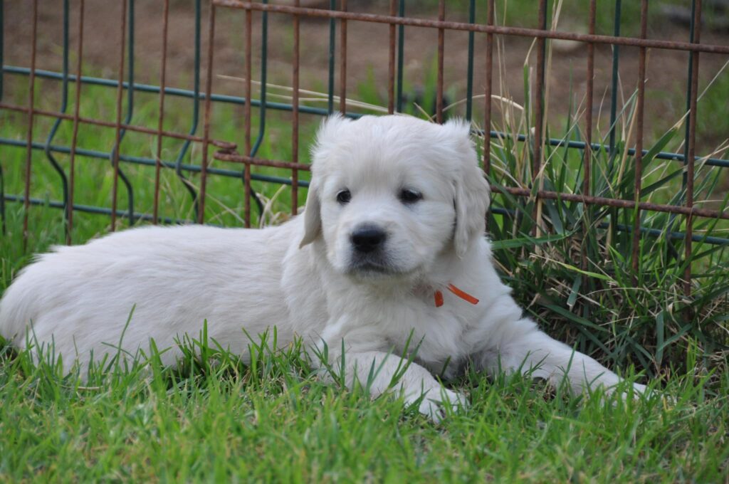 Cuccioli Golden Retriever Palermo Sicilia