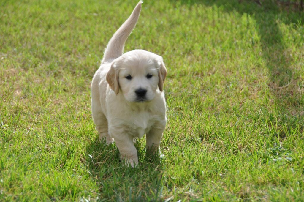 Cuccioli Golden Retriever Palermo Sicilia